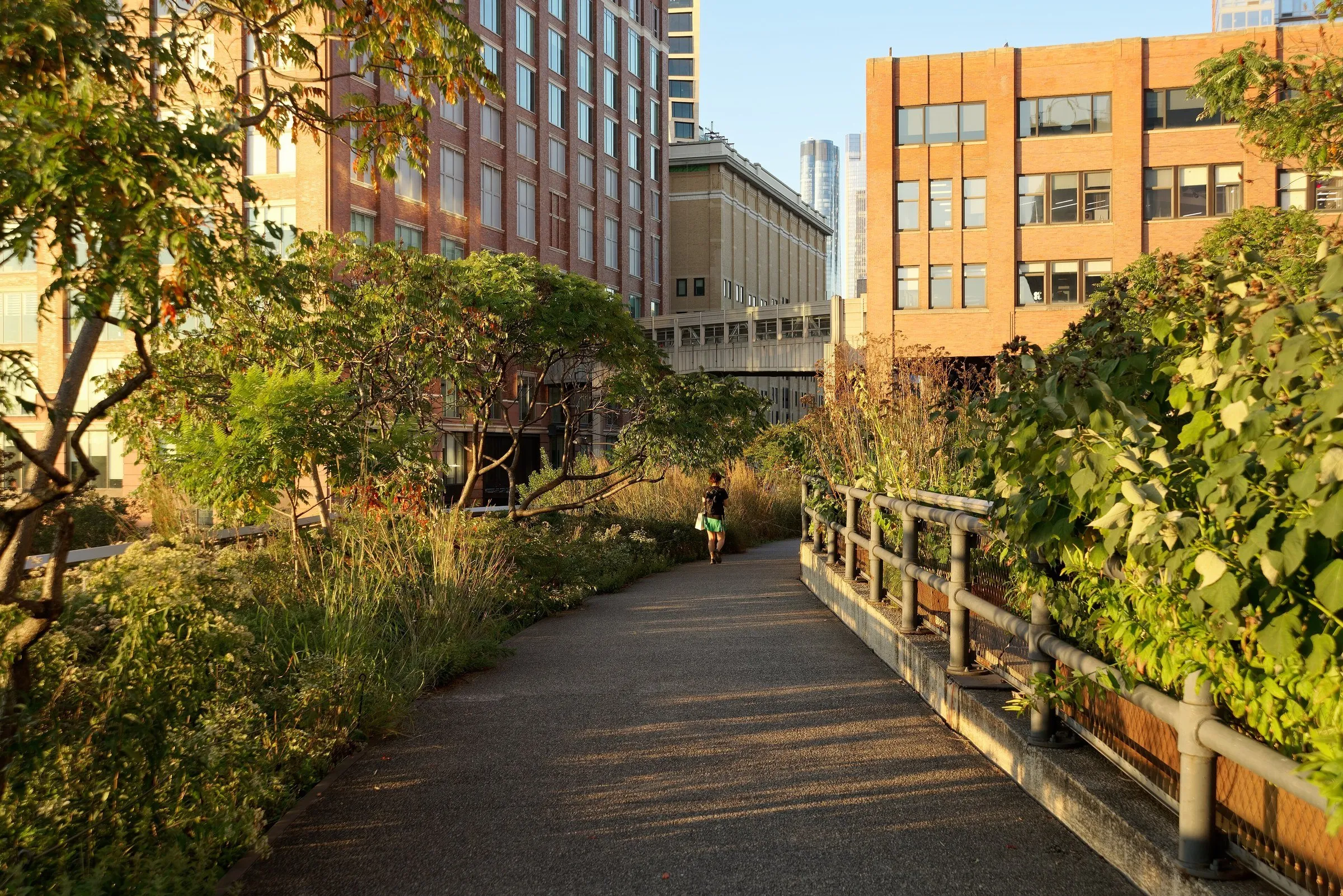 Passarela da High Line entre plantas e grades de madeira, com prédios de Chelsea ao fundo sob luz dourada de fim de tarde.