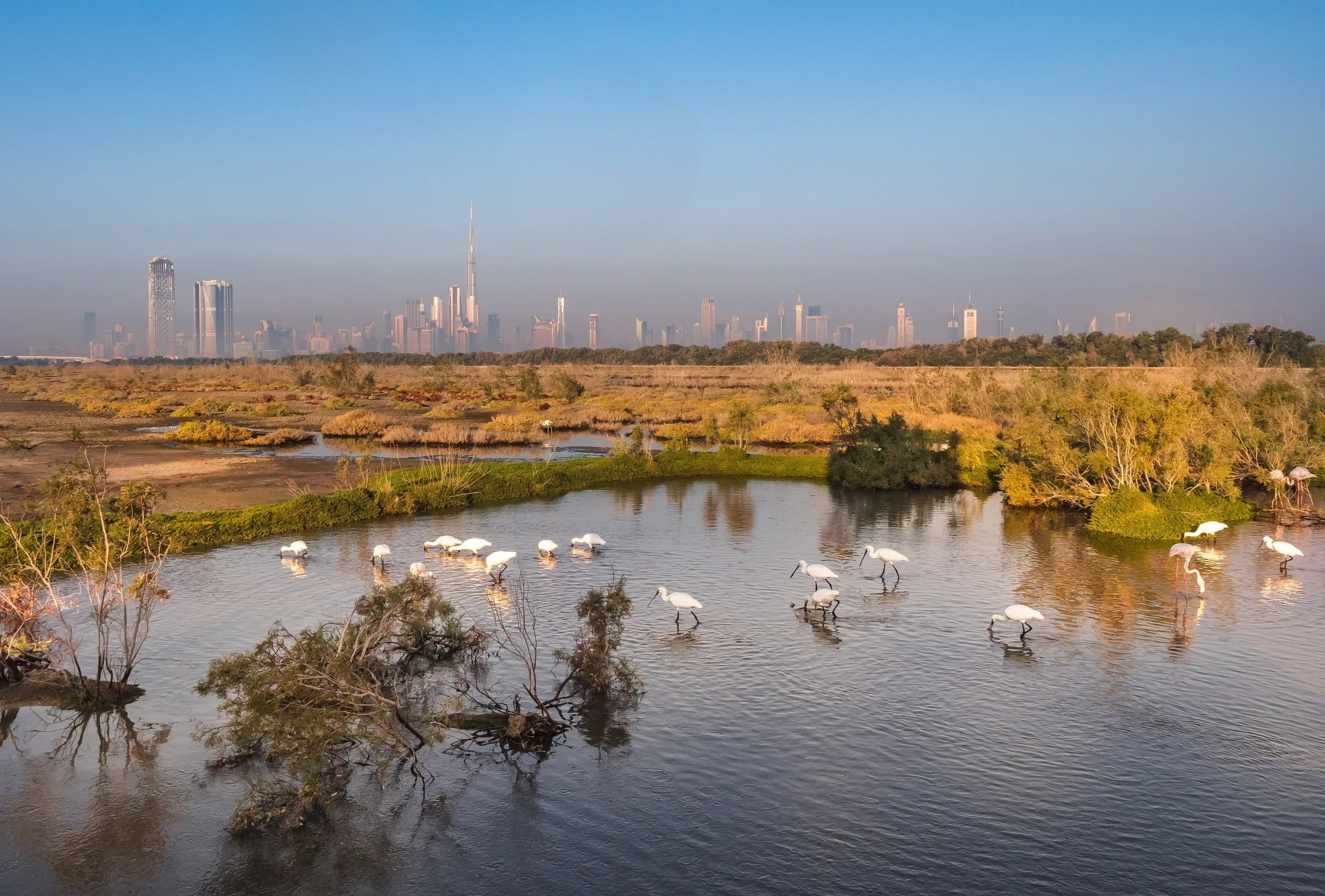 Aves brancas de bico longo, com um flamingo rosado, vadeiam uma lagoa ao amanhecer, com o skyline de Dubai ao fundo.