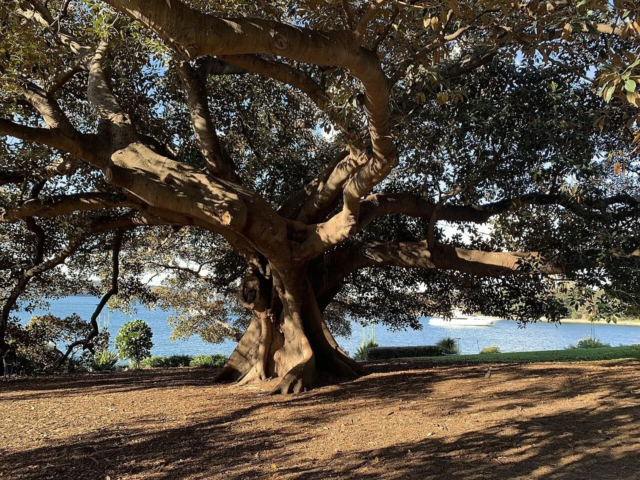 Árvore de copa ampla no Royal Botanic Garden de Sydney, com solo sombreado e água da baía ao fundo.